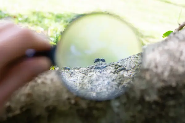 Criança brincando de explorador da natureza, usando uma lupa para observar um inseto de perto, unindo curiosidade, aprendizado e diversão ao ar livre.