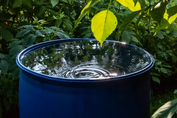 Recipiente coletando água da chuva como parte de atividades de educação ambiental, incentivando a observação e o uso consciente dos recursos naturais.