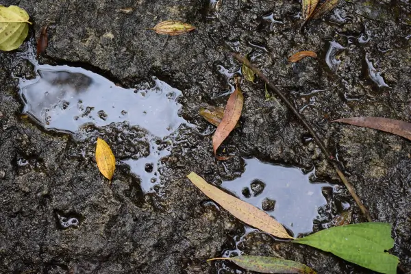 Pegadas marcadas no solo da floresta, registrando o caminho percorrido durante uma caminhada em meio à natureza e despertando a curiosidade sobre os animais que por ali passaram.