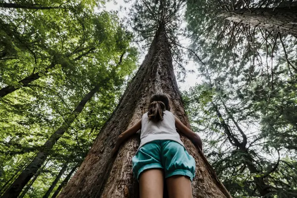 Menina abraça uma árvore no meio da floresta, em um gesto de carinho e conexão com a natureza, destacando a importância das árvores para o meio ambiente.